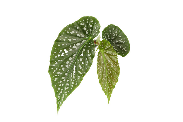 Isolated begonia leaf detail texture - Photo, Image