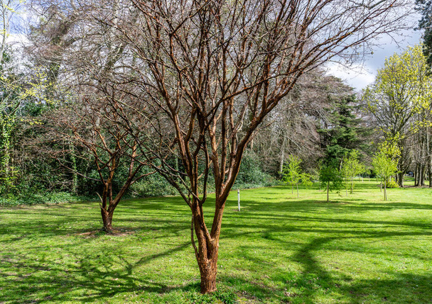 Acer Griseum. Az Acer Griseum gesztenyebarna kérge, egy kis kiterjedt lombhullató fa, itt látható egy parkosított környezetben.. - Fotó, kép