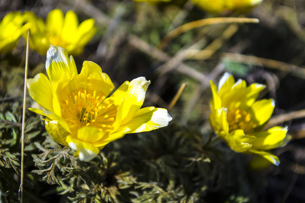 Wildflowers, Adonis spring. The first flowers of spring, the beginning of a new life. The concept of a bright new, yellow life. - Photo, Image