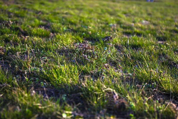緑の春草、草原草、春緑. - 写真・画像