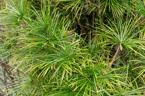 Rare endangered plant - Sciadopitys verticillata - Umbrella Pine - Photo, Image