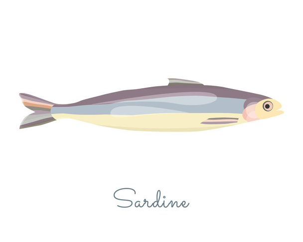 One Isolated Sardine fish made in flat style. Colored Sardine without outlines, with light glare and shadows. Fresh fish, seafood product, healthy source of protein and other nutrients. - Vector, Image