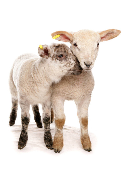 due agnelli muel croce suffolk isolati su uno sfondo bianco - Foto, immagini