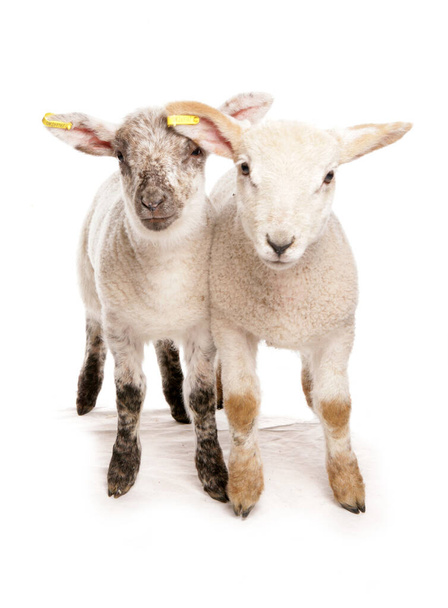two suffolk cross muel lambs isolated on a white background - Photo, Image