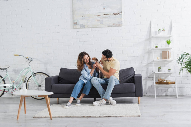 cheerful interracial couple petting jack russell terrier in modern living room  - Photo, Image