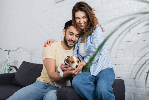 pleased interracial couple cuddling jack russell terrier near plant on blurred foreground  - Фото, изображение