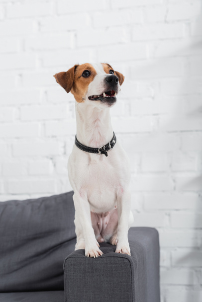 jack russell terrier looking away while sitting on sofa - Foto, Imagem