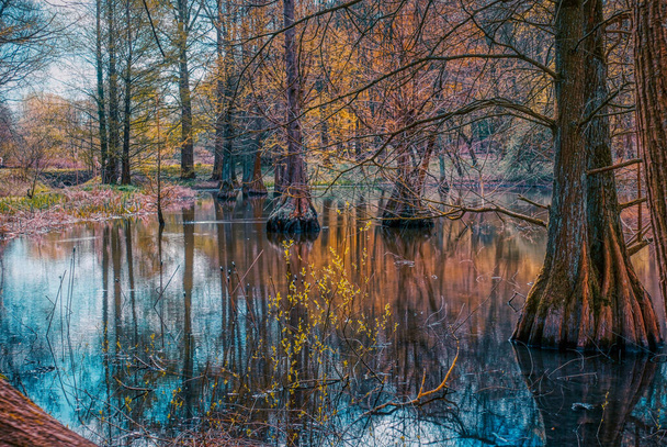 Manglares en un lago de Dortmund - Foto, Imagen