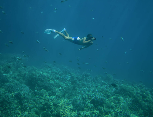 Hurghada. Egypt. 21. března. 2021. Potápěč střílí na mořskou rybu před korálovým útesem v Rudém moři. - Fotografie, Obrázek