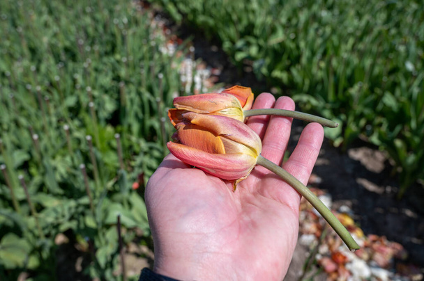 Tulips bulbs production in Netherlands, cutted tulip flowers heads on farm field in Zeeland - Photo, Image