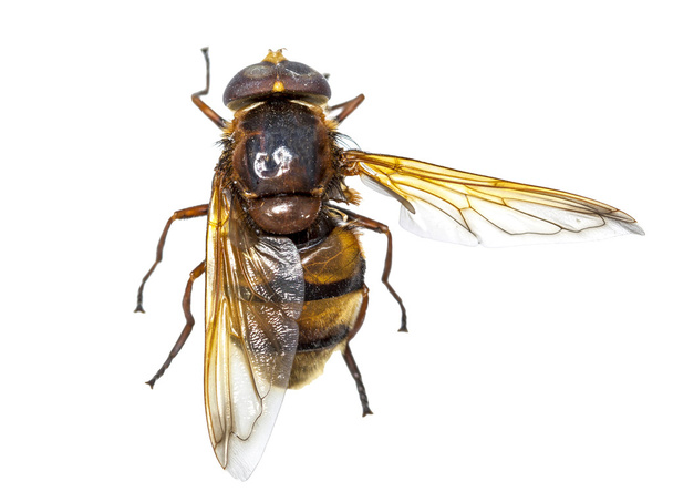 Hornet imite l'hoverfly (Volucella zonaria) isolé sur blanc
. - Photo, image