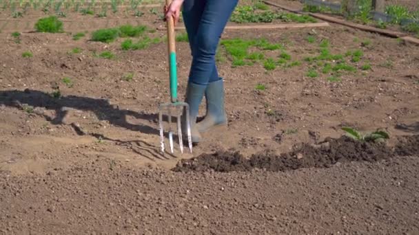 Scavare il terreno primaverile con forchetta, lavorare in un giardino - Filmati, video