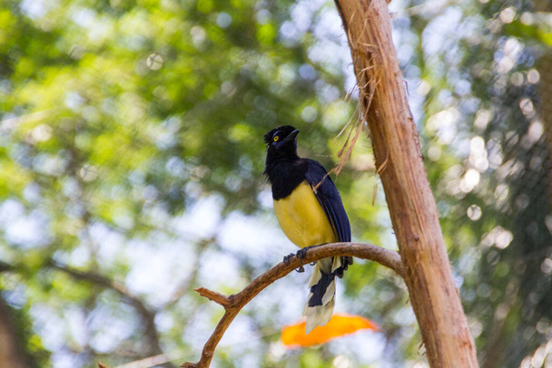 cancan rook, standing on a branch outdoors in Rio de Janeiro. - Photo, Image