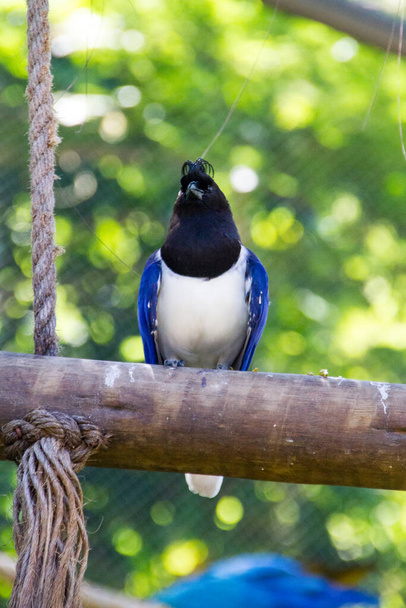cancan rook, standing on a branch outdoors in Rio de Janeiro. - Photo, Image