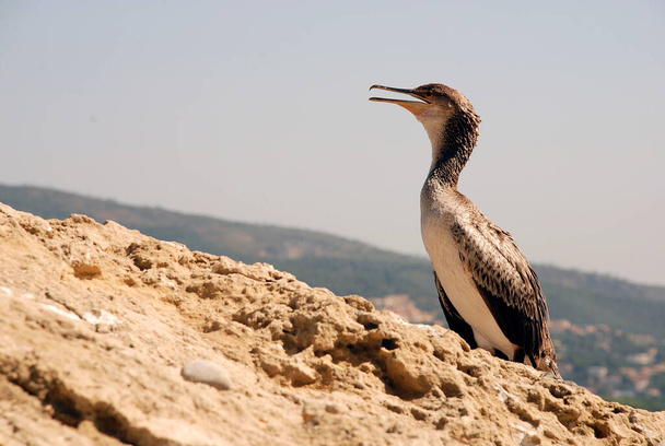 cormorant perched on a rock at the edge of the sea - Photo, Image