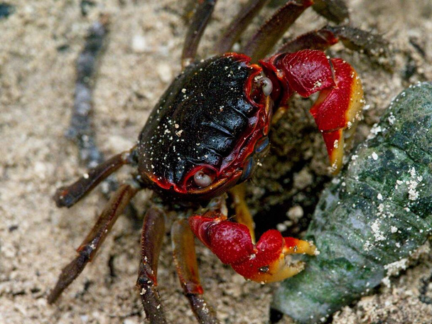 Detailní portrét kraba pavoučího (Neosarmatium meinerti) s drápy, ostrov Curieuse, Seychely. - Fotografie, Obrázek