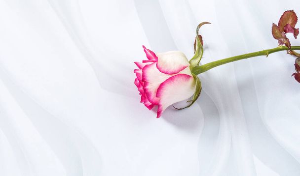 una rosa blanca con bordes rosados sobre un fondo blanco texturizado. - Foto, Imagen
