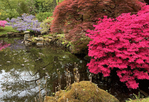 Een donkere vijver, rode Japanse esdoorn, roze azalea 's, een zachte paarse wisteria en andere struiken, mos op de grond. De Japanse tuin in Den Haag is ontstaan in het begin van de 20e eeuw. Den Haag besteedt veel aandacht aan dit pand  - Foto, afbeelding