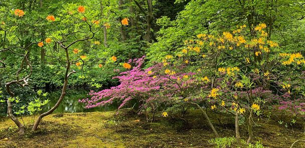 Dva staré rododendrony, růžová azalka a další keře, mech na zemi, voda v pozadí. Japonská zahrada v Haagu, Nizozemsko byla vytvořena na počátku 20. století. Tato zahrada je jedinečná a historicky cenná. - Fotografie, Obrázek