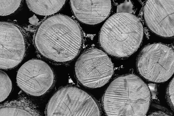 Stapel von Holzstämmen als Hintergrund oder Tapete verwendet werden.Holzstämme, Brennholz Textur bereit für den Winter, Lagerung oder Verarbeitung Industrie. Schwarz-Weiß-Fotografie. - Foto, Bild
