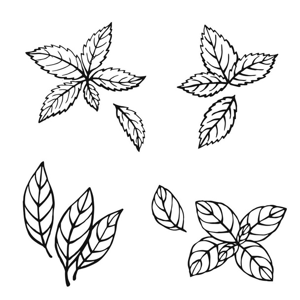 Hand drawn mint, bay leaves, green basil, red basil. Design elements isolated on white. Cooking icons. Vector illustration - Vecteur, image