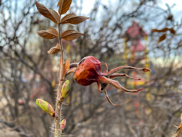 Dry old rosehip, near young shoots and leaves, buds in spring, outside - Photo, Image