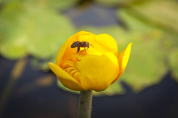 Желтая водяная лилия - латинское название - Nuphar lutea and cute bee close seup view - Фото, изображение