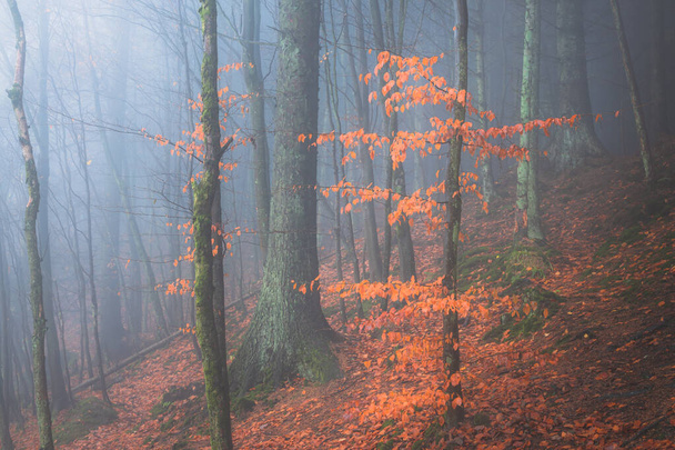 Atmosferyczne i nastrojowe pomarańczowe jesienne liście w ciemnym, mglistym lesie w Blairadam Wood koło Kelty w Szkocji. - Zdjęcie, obraz