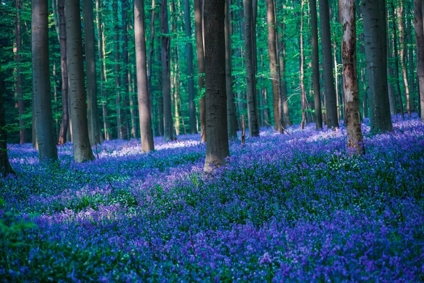 Piękny niebieski las Hallerbos w Belgii - Zdjęcie, obraz