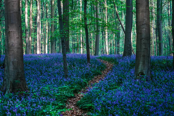 Krásný modrý les Hallerbos v Belgii - Fotografie, Obrázek