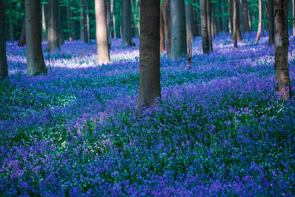 Schöne blaue Wald Hallerbos in Belgien - Foto, Bild