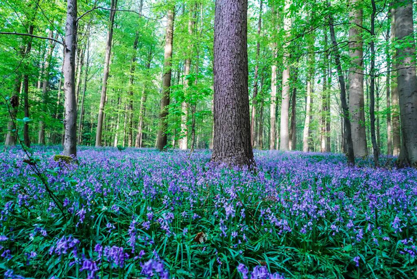 Bela floresta azul Hallerbos na Bélgica - Foto, Imagem