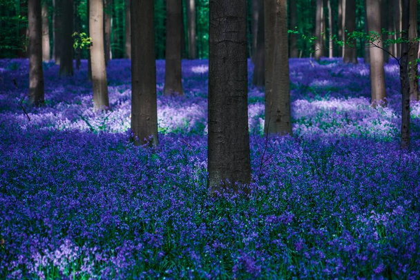Belle forêt bleue Hallerbos en Belgique - Photo, image