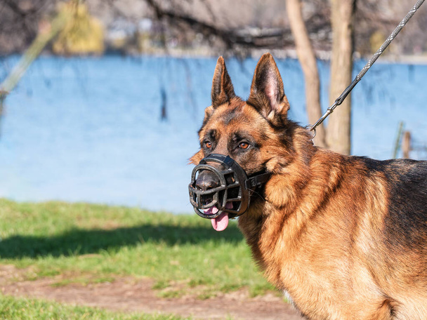 Cerca con un perro pastor alemán raza con un bozal (protector bucal) y correa - Foto, Imagen
