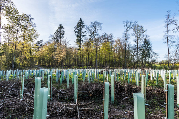 Reforestation in mixed forest with pipe support for the young trees - Photo, Image