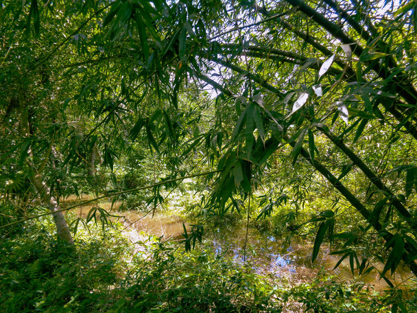 バングラデシュの竹の茂み。また、シュードササ・ジャポニカ、ファルゲジア、フィロスタシス・オレオスルカ、ビセットの竹、バンブソダイア、ファルゲシア・ムライレアとも呼ばれる。. - 写真・画像