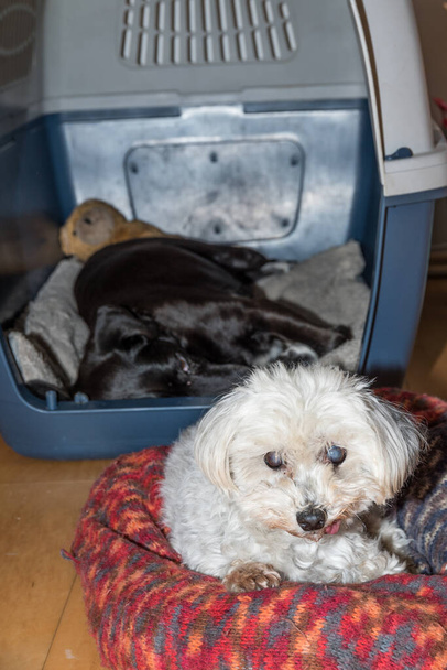 Двоє дружніх собак лежать у своєму улюбленому місці чорно-білий собака
 - Фото, зображення