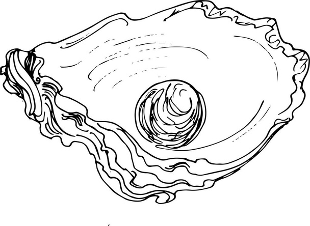 hand drawing oyster and perl.vector illustration in doodle style - Vector, Image