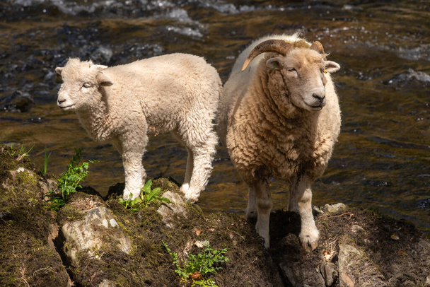 Portrait d'une brebis et d'un agneau debout sur un rocher au bord d'une rivière - Photo, image