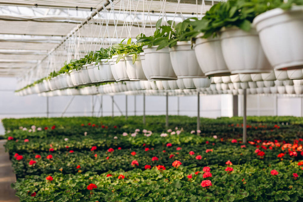 Spring greenhouse full of colorful geraniums ready for business - Photo, image
