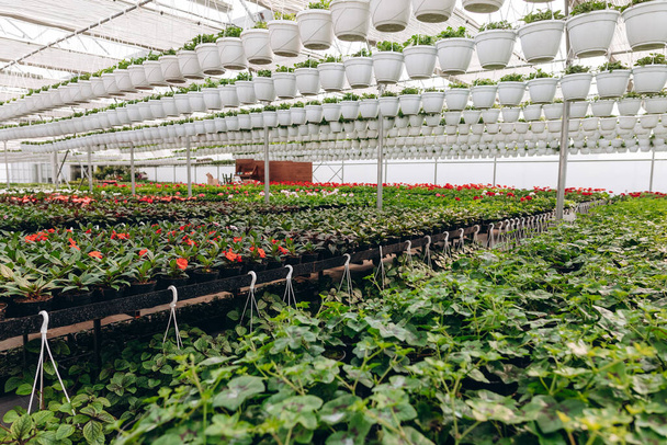 Interior of a greenhouse growing rows and rows of flowers, grow indoors, ready for spring planting - Photo, Image