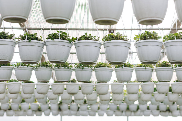 Növények fehér edényekben az üvegházban - Fotó, kép