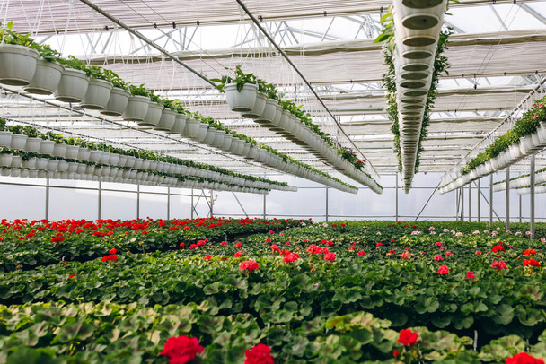 Rote Blumen in einem Gewächshaus. Produktion und Anbau von Blumen - Foto, Bild