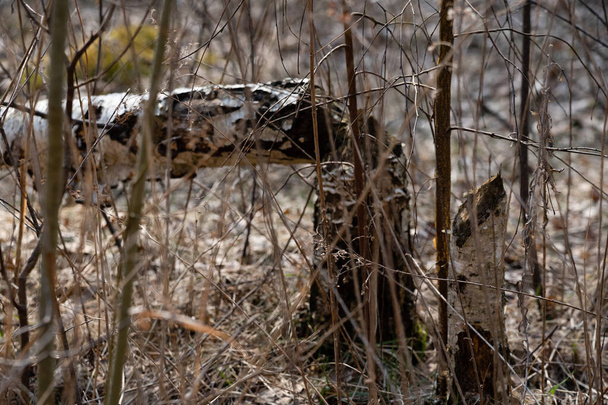 troncos de abedul caídos sobre hierba seca - Foto, imagen