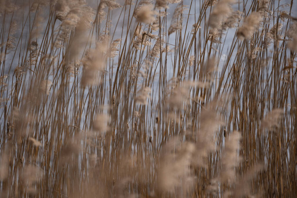 Ξερά καλάμια λικνίζονται στον άνεμο δίπλα στη λίμνη - Φωτογραφία, εικόνα