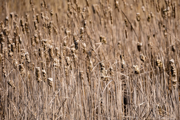 na jezeře suché rákosí a kvetoucí vlčí borovice - Fotografie, Obrázek