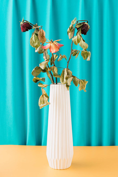 Three dried roses in a white vase on a yellow table and a blue curtain background - Фото, зображення
