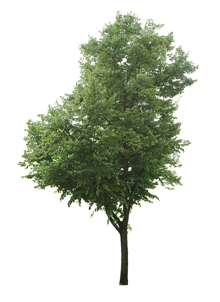 Рок-вяз, листовое листовое листовое дерево, вырез на белом фоне. - Фото, изображение