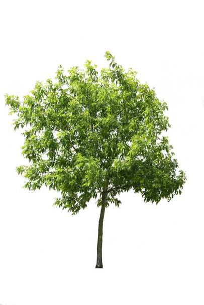 Árvore de cinza folheada verde cortada, isolada em fundo branco. - Foto, Imagem