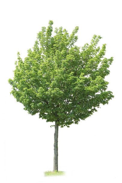 Limonka wielkolistna izolowana, wycięte drzewo na białym tle - Zdjęcie, obraz
